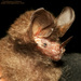 Common Big-eared Bat - Photo (c) Gianfranco Gómez, all rights reserved, uploaded by Gianfranco Gómez