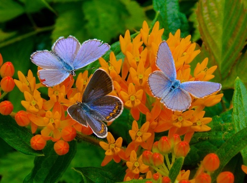 Karner Blue