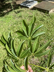 Ceiba pentandra image