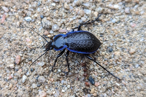 Carabus serratus Say, 1823