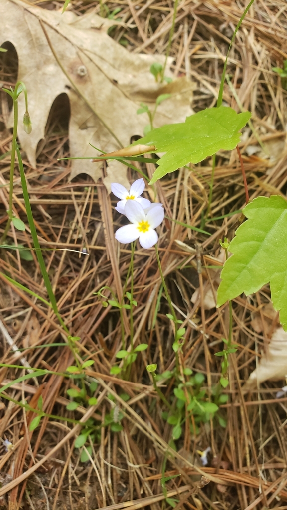 azure bluet from Highgate Center, Highgate, VT 05459, USA on May 17