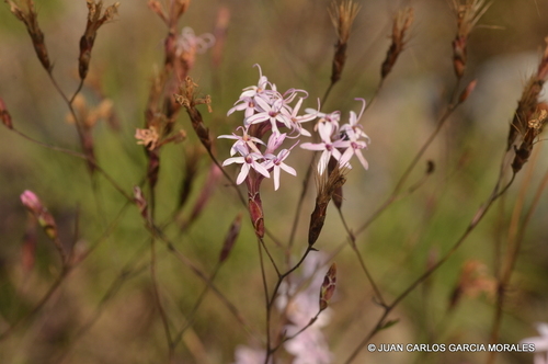 Carphochaete grahamii A.Gray
