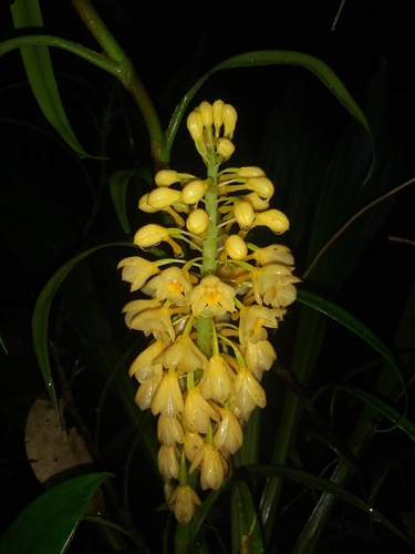 Calanthe aureiflora
