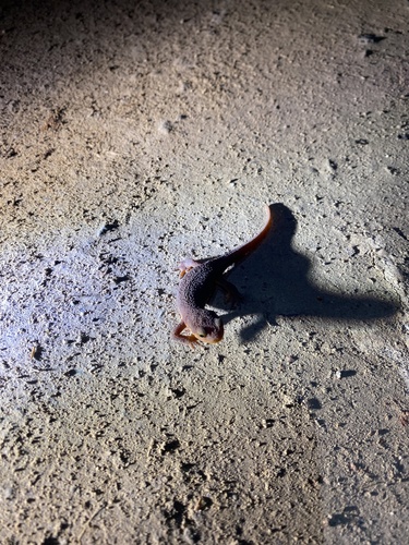 iNaturalist observation photo of California Newt