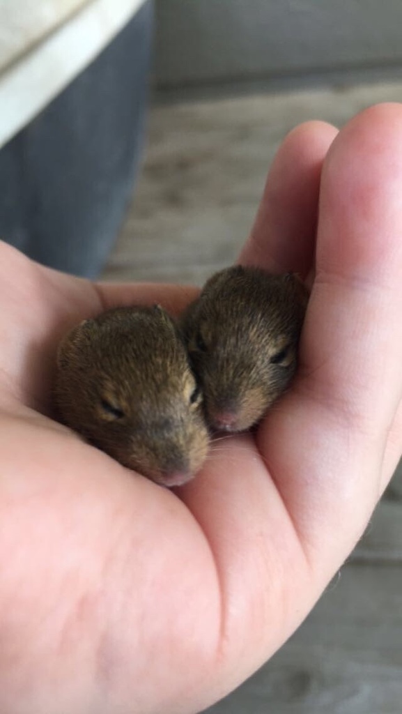 Southern Meadow Jumping Mouse (Zapus luteus)