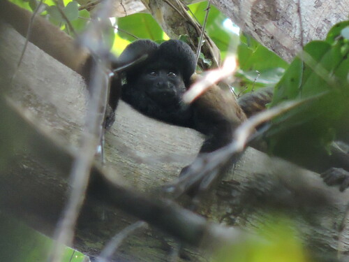 Red-backed Bearded Saki
