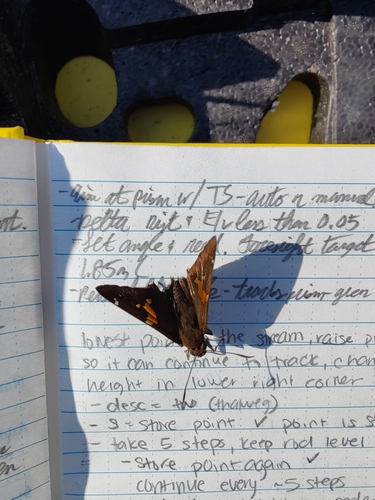 Silver-spotted Skipper