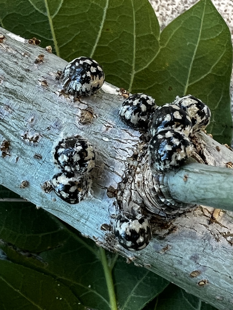 calico scale from Wilkes University Administrative office, Wilkes