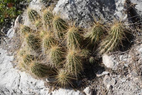 Echinocereus viereckii