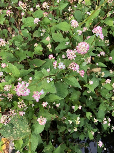 Thunberg’s smartweed