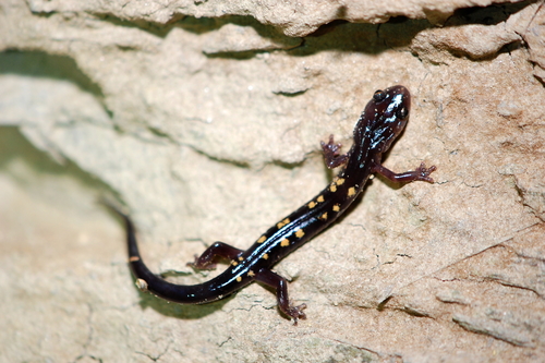 Yellow-spotted Woodland Salamander