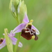Ophrys fuciflora gracilis - Photo (c) Luigi Torino, kaikki oikeudet pidätetään, lähettänyt Luigi Torino