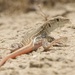 Acanthodactylus schreiberi - Photo 由 Morgan Caygill 所上傳的 (c) Morgan Caygill，保留所有權利