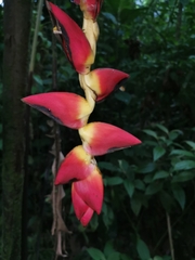 Heliconia pogonantha image