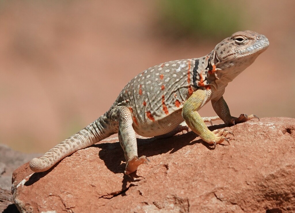 Eastern Collared Lizard from Randall County, TX, USA on May 17, 2023 at ...