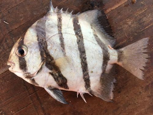 Pacific Spadefish