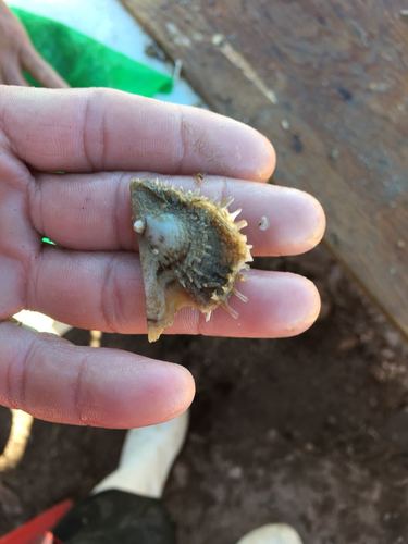 Pacific Wing Oyster