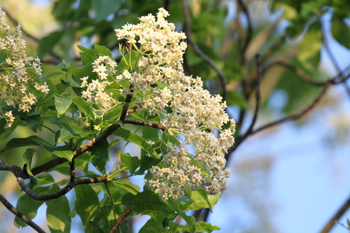 Flindersia australis R.Br.