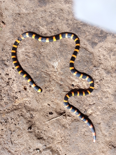 Micrurus renjifoi