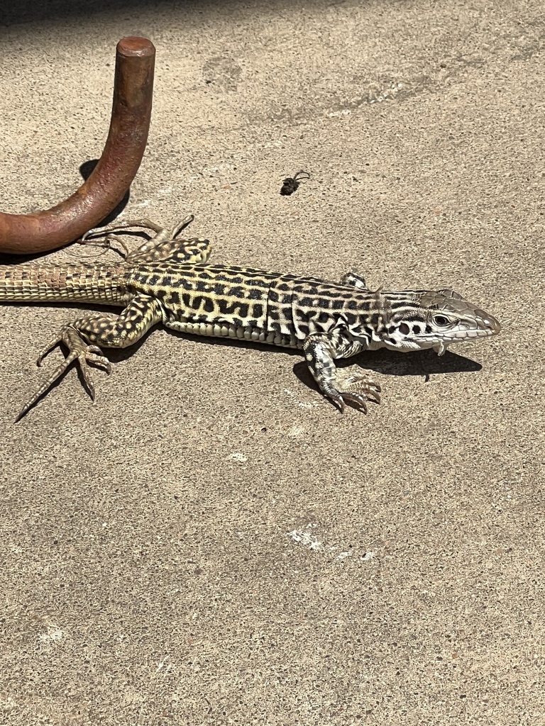 Common Checkered Whiptail from W Reno Ave, Oklahoma City, OK, US on May ...