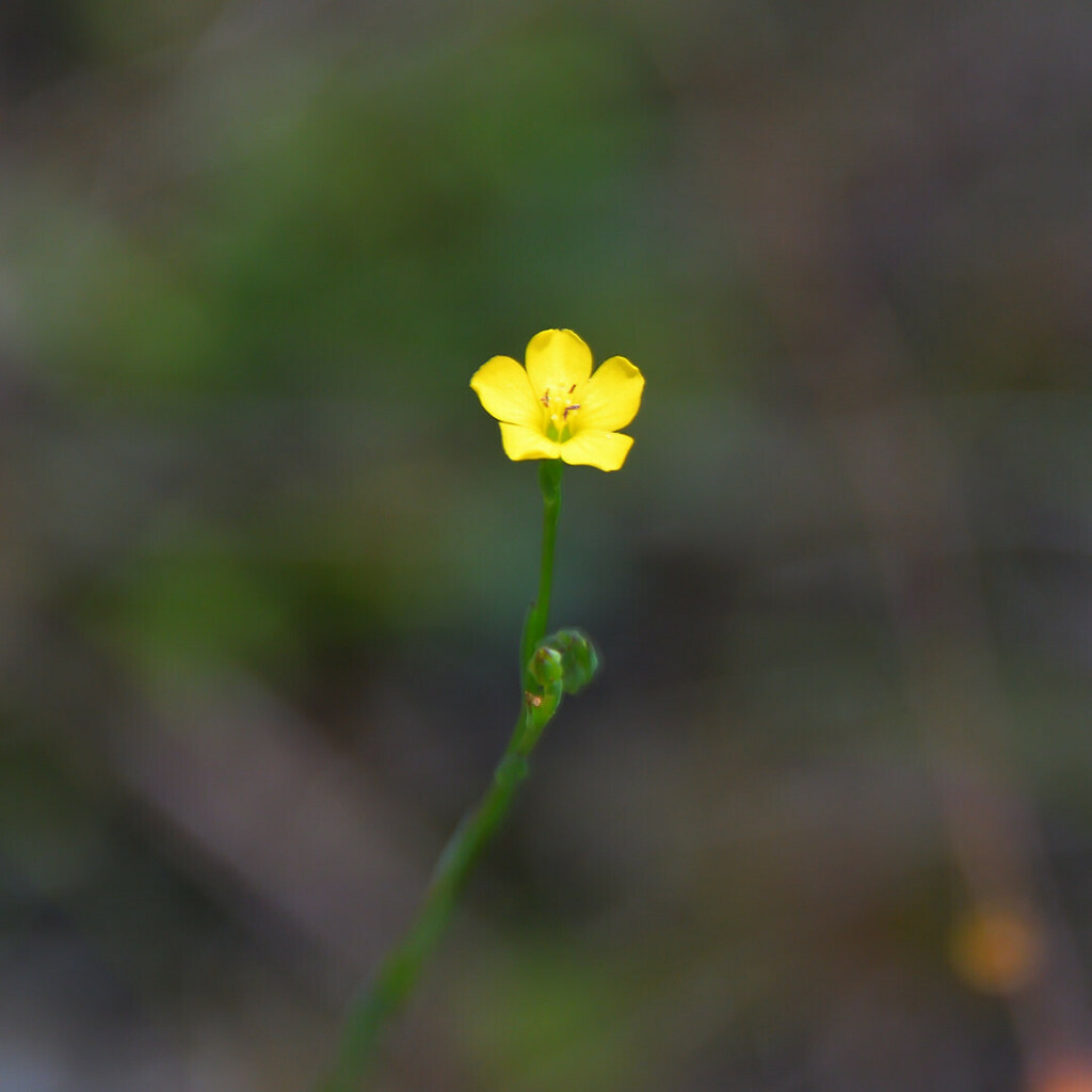 Texas Stiff Yellow Flax From Everglades National Park, Fl, Usa On May 