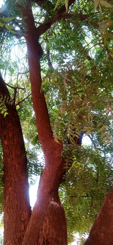 Neem