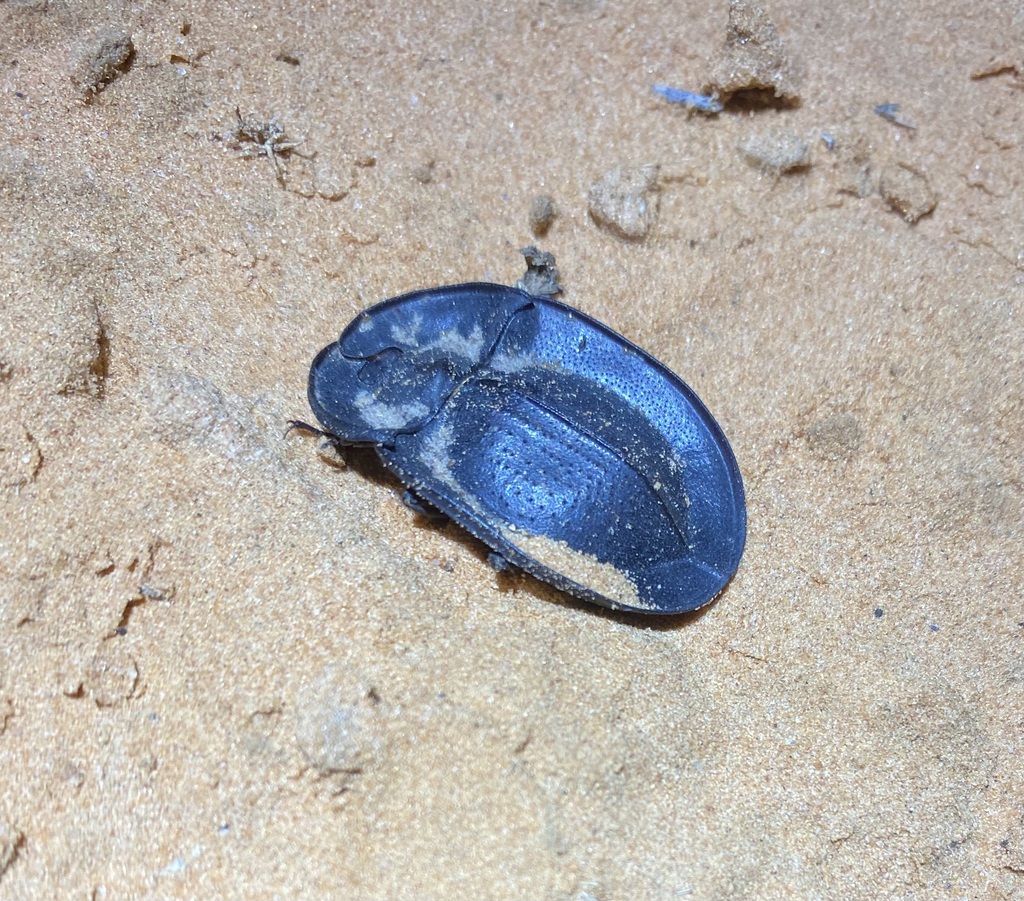 Piedish Beetles from Simpson Desert SA 5734, Australia on October 16