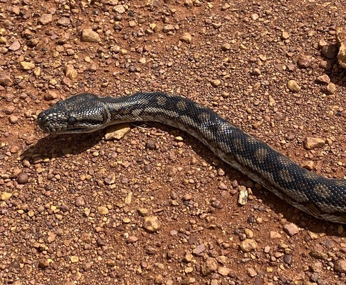 Inland Carpet Python sighting