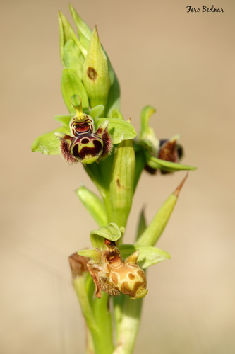 Ophrys umbilicata rhodia