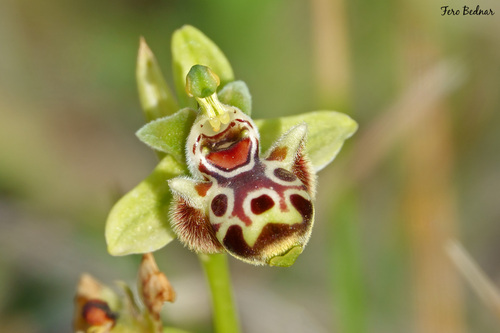 Ophrys umbilicata rhodia