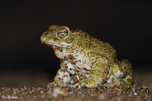 Bufotes viridis sitibundus