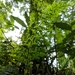 Hymenophyllum badium - Photo (c) Yi Lin Lee, todos los derechos reservados, subido por Yi Lin Lee
