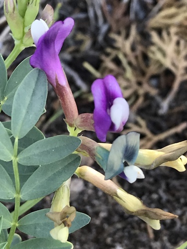 Astragalus oophorus var. lonchocalyx