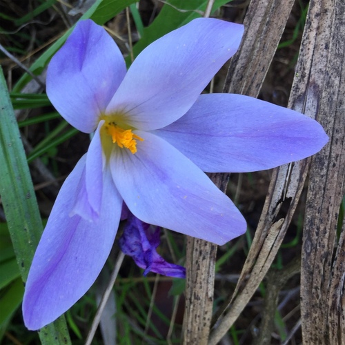 Crocus salzmannii · iNaturalist