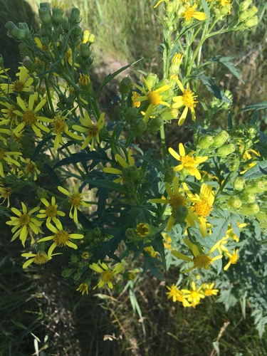 Senecio eremophilus var. eremophilus
