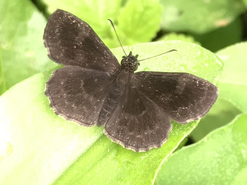 Staphylus melangon