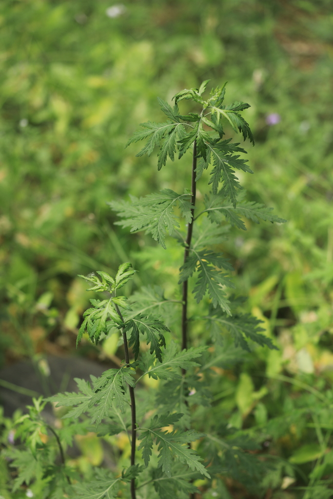 Chrysanthemum lavandulifolium from 清华大学 on May 11, 2023 at 1054 AM by
