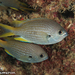 Lubbock's Chromis - Photo (c) Tim Cameron, all rights reserved, uploaded by Tim Cameron
