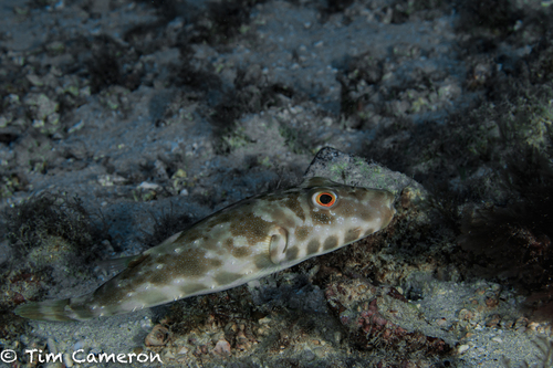 Guinean Puffer