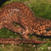 California Giant Salamander - Photo (c) Jake Scott, all rights reserved, uploaded by Jake Scott