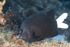 Canary Damselfish