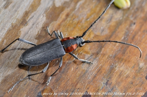 Prothema ochraceosignata · iNaturalist
