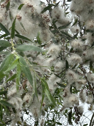 iNaturalist observation photo of Goodding's willow