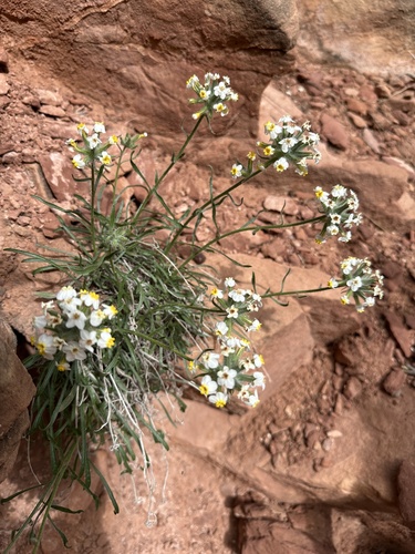 Cryptantha capitata (Eastw.) I.M. Johnst.