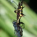 Micrathena pichincha - Photo (c) Rudy Gelis, all rights reserved