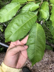 Batocarpus costaricensis image