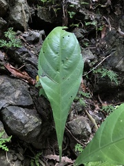 Anthurium acutifolium image