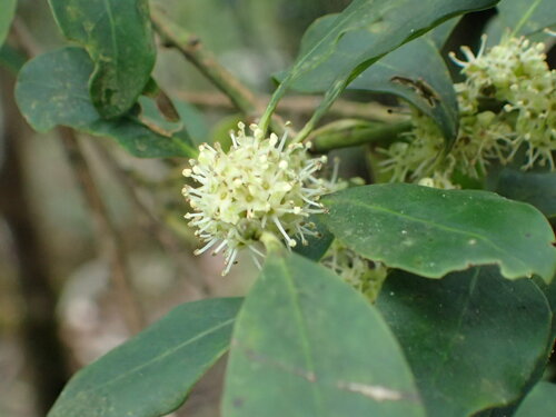 Ilex formosana