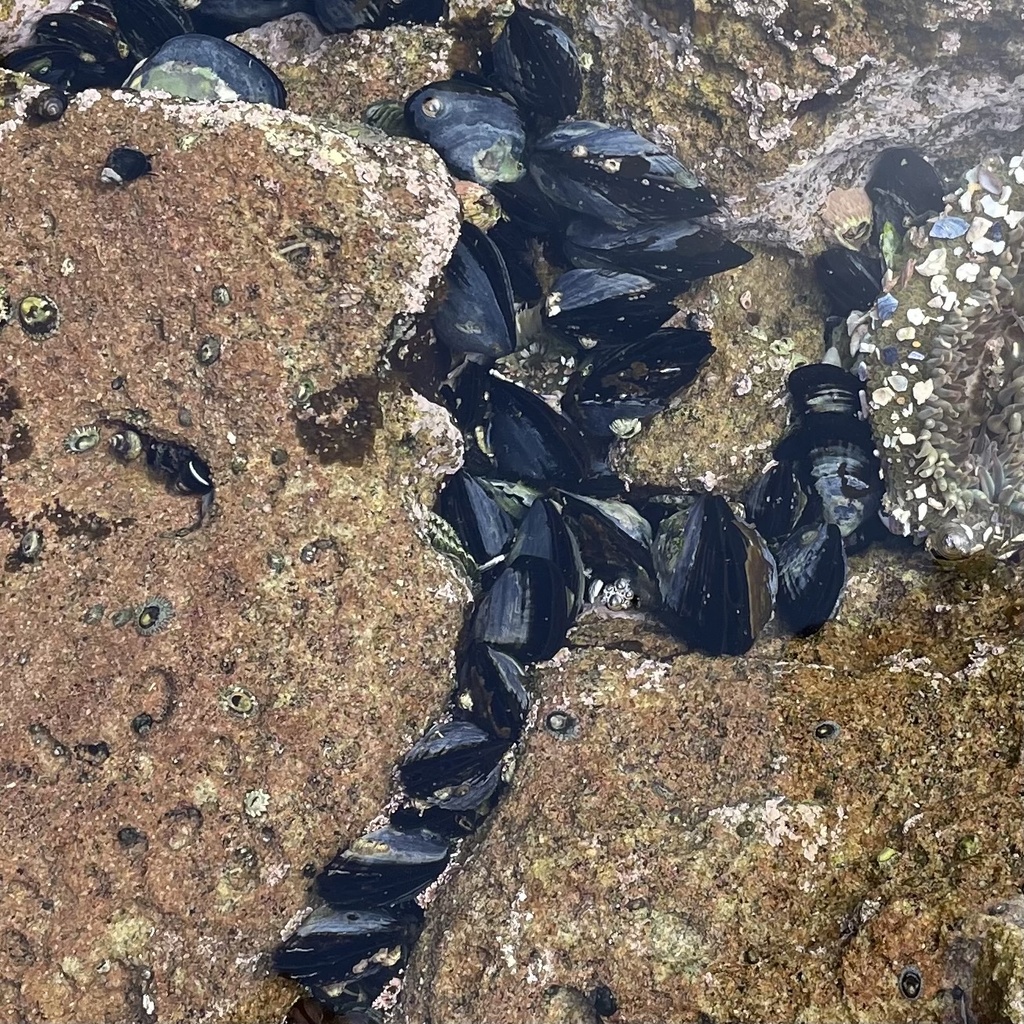 California Mussel from Cliff Dr, Laguna Beach, CA, US on May 17, 2023 ...