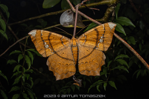 Amblychia angeronaria Guenée, 1857